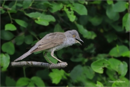 <p>PĚNICE VLAŠSKÁ (Sylvia nisoria) Dolní Podluží ---- /Berred warbler - Sperbergerasmücke/</p>